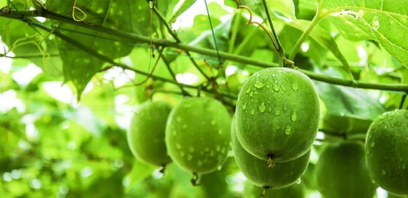 Perché Sempre Più Persone Scelgono Il Frutto Del Monaco? Monk Fruit Extract
