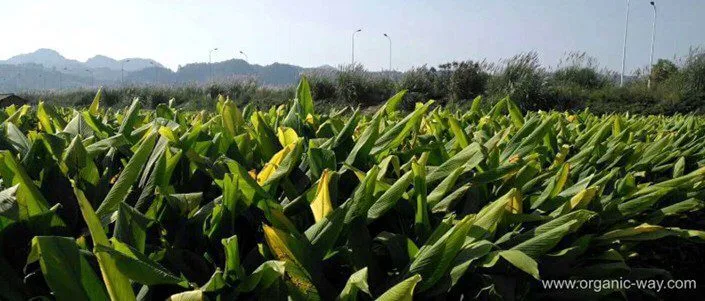 Perché La Curcuma È Così Popolare? Organic-Curcuma-Powder