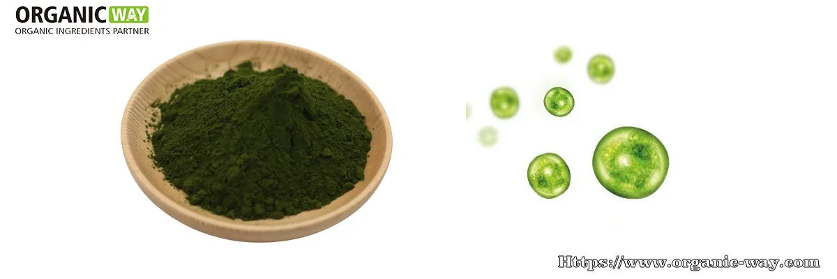 Polvere Di Chlorella Biologica Polvere Di Clorella Biologica