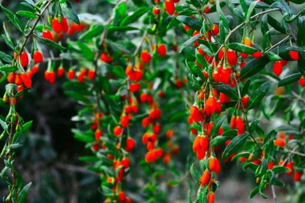 La Fornitura Di Bacche Di Goji Biologiche È Scarsa Quest'Anno Goji-Berry