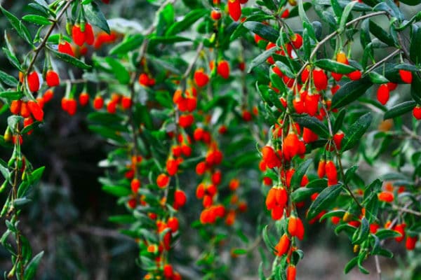 La fornitura di bacche di goji biologiche è raramente quest'anno