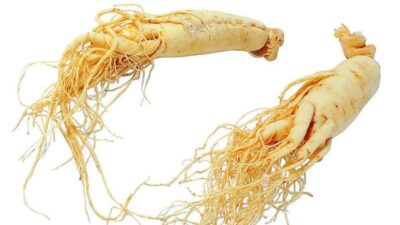 ginseng fresco biologico