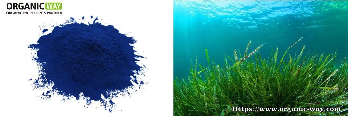 Ficocianina Biologica Organic Phycocyanin