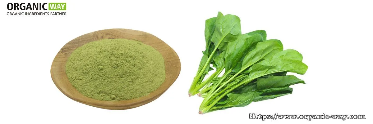 Polvere Di Spinaci Biologici Organic-Spinach-Powder