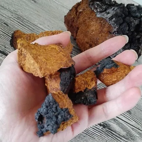 Il Chaga Ha Molteplici Valori Nutrizionali, Due Direzioni Di Ricerca Sono Al Centro Chaga