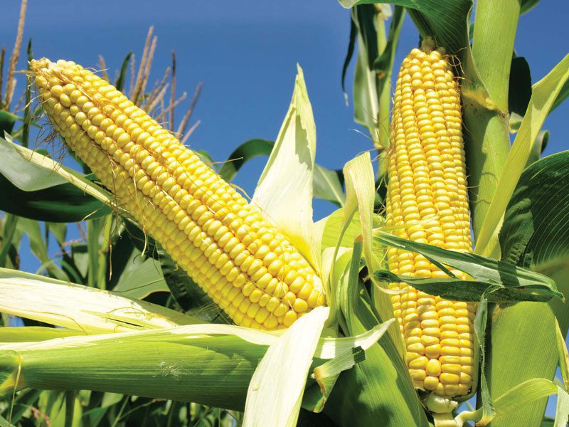 Il prezzo del mais biologico e dei suoi prodotti lavorati in profondità è in aumento corn's image