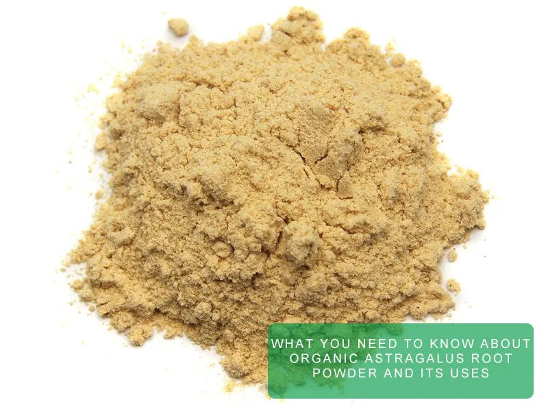 Tutto Quello Che Devi Sapere Sulla Polvere Di Radice Di Astragalo Biologico E I Suoi Usi What You Need To Know About Organic Astragalus Root Powder And Its Uses